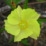 Cienfuegosia yucatanensis Flower