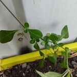 Barleria repens Blad