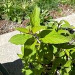 Salvia elegansBlad