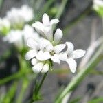 Asperula capillacea