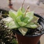 Haworthia cymbiformis Yaprak
