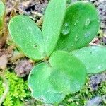 Oxalis perdicaria Leaf