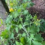 Chelidonium majus Blad