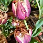 Tulipa gesneriana Λουλούδι