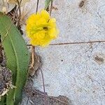 Trifolium campestre Fiore