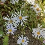 Symphyotrichum lanceolatum പുഷ്പം