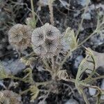 Lomelosia stellata Mbuma