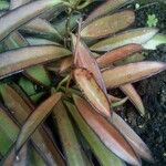 Hoya longifolia Blad