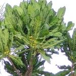 Meryta denhamii Hoja