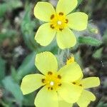 Helianthemum ledifolium Цвят