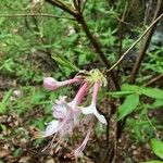 Rhododendron canescens Flower