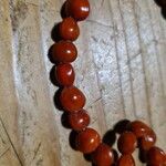 Adenanthera pavoninaSeed