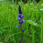 Polygala nicaeensis Цветок