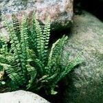 Asplenium trichomanes-ramosum Habit