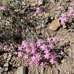 Phlox longifoliaFlor