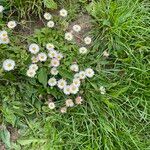 Erigeron peregrinus Blüte