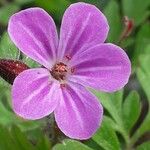 Geranium robertianumBlomst