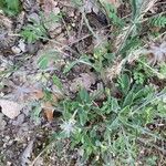 Trifolium stellatum Lehti