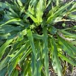 Paspalum fimbriatum Лист