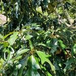 Quercus gravesii