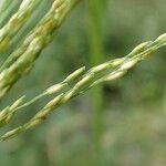 Panicum dichotomiflorum Плод