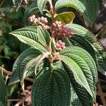 Miconia crenata Feuille