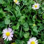 Bellis rotundifolia Habit