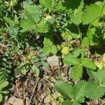 Fragaria virginiana Leaf