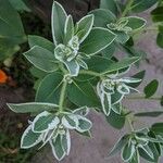 Euphorbia marginata Blatt