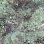 Pinus strobus Blatt