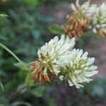 Trifolium ochroleucon Flor