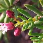 Crassula sarcocaulis Flower