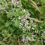 Paederia foetida Floare