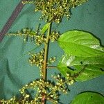 Chamissoa altissima Other