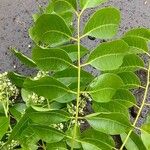 Toona ciliata Leaf