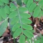 Adenanthera pavonina Leaf