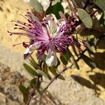 Capparis spinosa Blomma