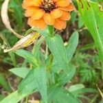 Zinnia peruviana Hábito