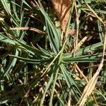 Dianthus graniticus Fuelha