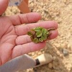 Salvinia natans Leaf