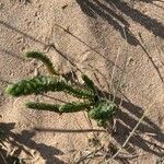 Euphorbia paralias Levél