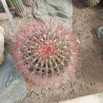 Ferocactus pilosus Ліст