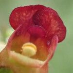 Scrophularia auriculata Květ