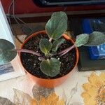 Saintpaulia ionantha Hoja