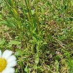 Leucanthemum ircutianum পাতা