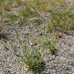Setaria viridis Hoja