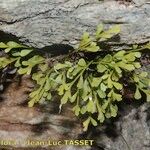 Asplenium x alternifolium 形態
