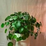 Pilea peperomioides ᱥᱟᱠᱟᱢ