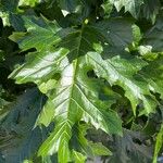 Acanthus spinosusFolla