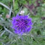 Centaurea cyanusЦвят